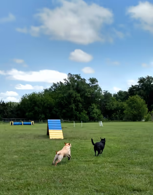 Chisholm Creek Pet Resort Pup Park photo 2